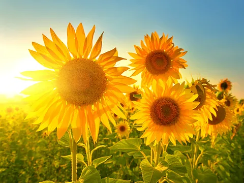 Mohnblumen
